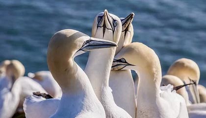 开云：开启数字化新纪元的云端伙伴