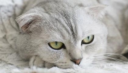 开云：开启数字化新纪元的云端伙伴